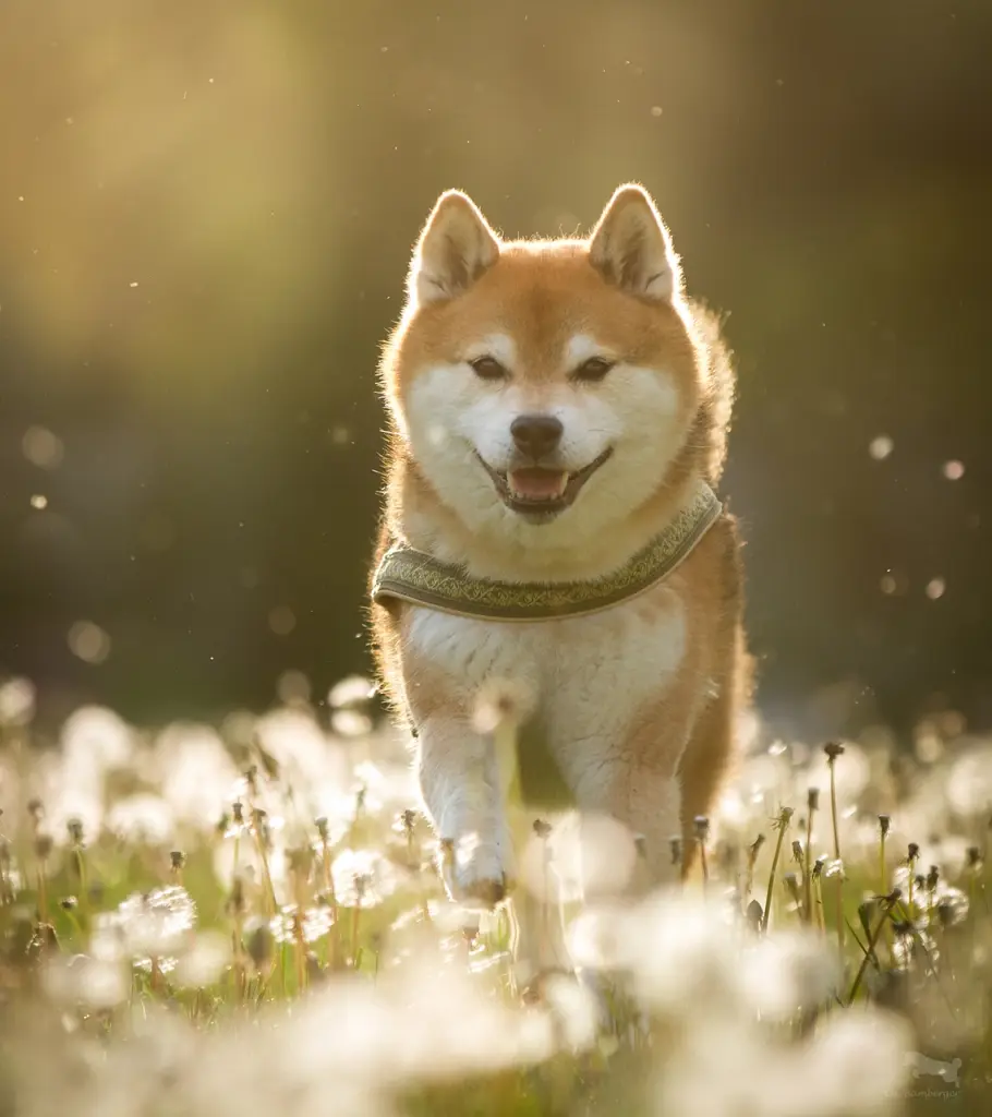 Image from Shippo