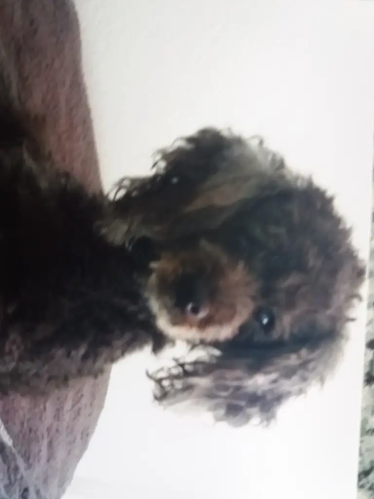 Condolence image of Vera