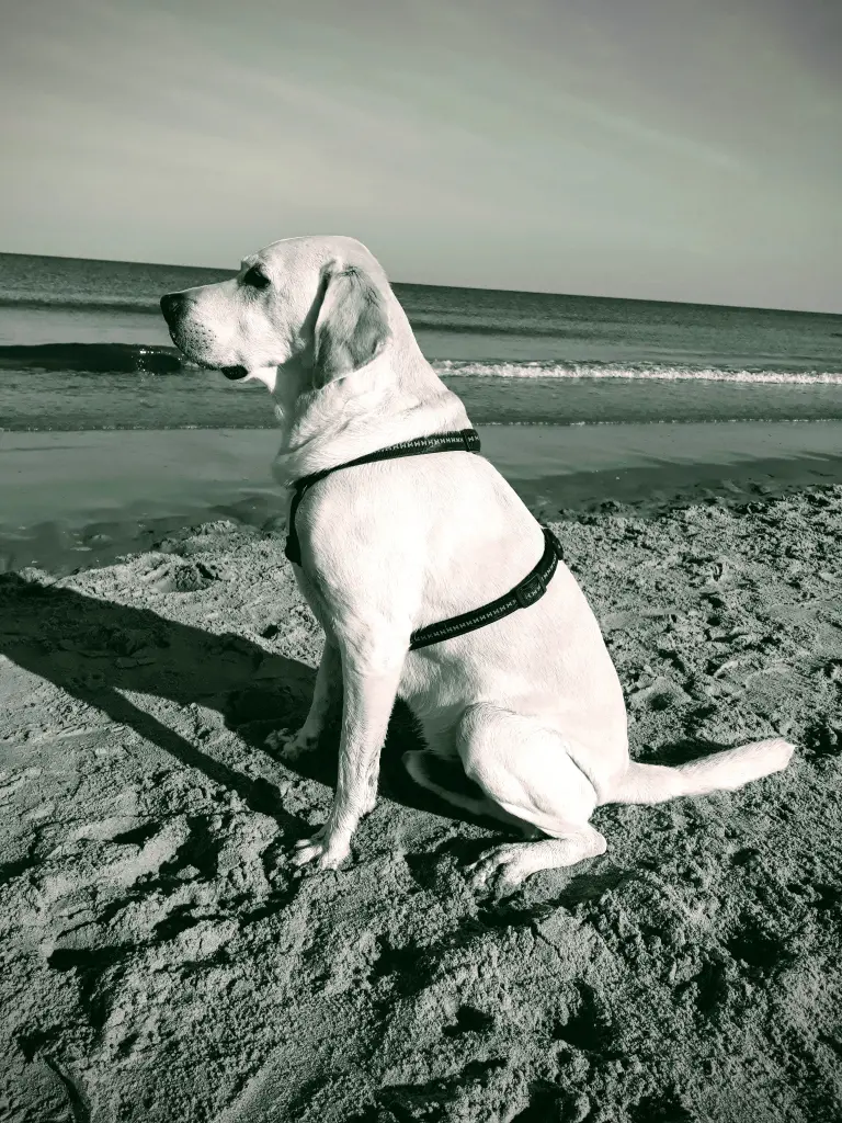 Andachtsbild von Andrea