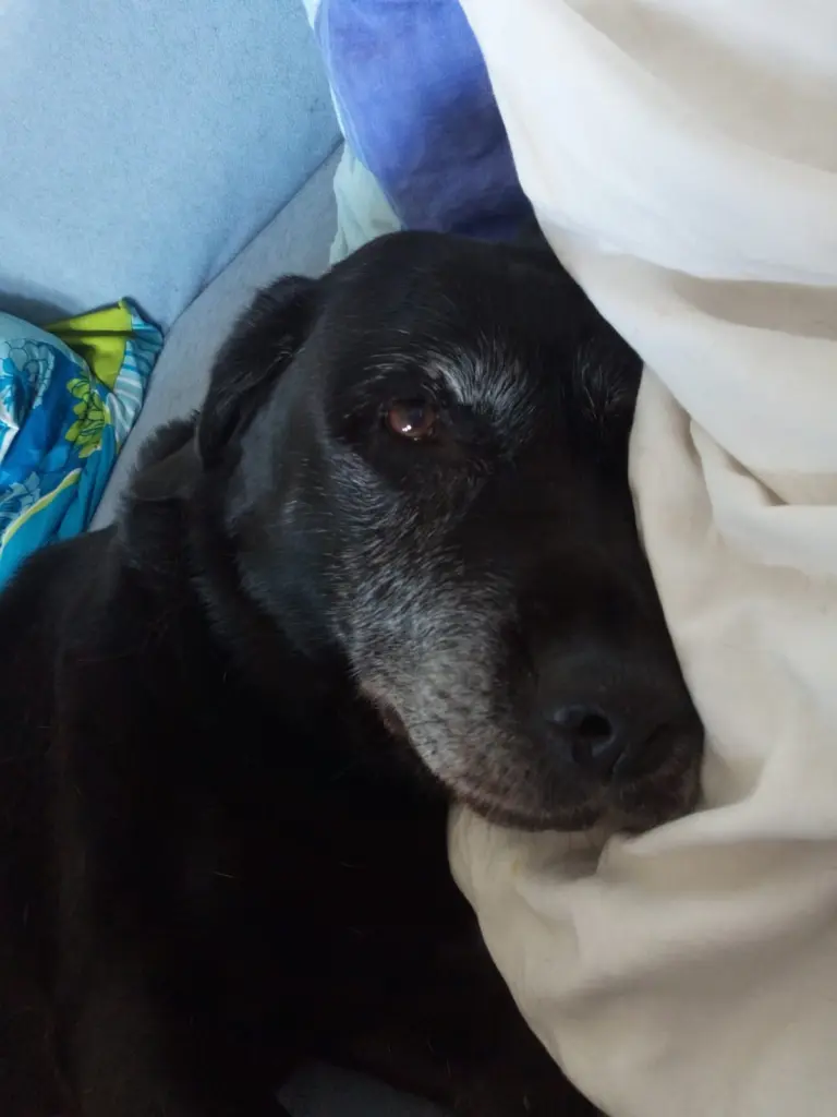 Andachtsbild von Marion mit Kira und Chicca für immer und ewig im Herzen♥