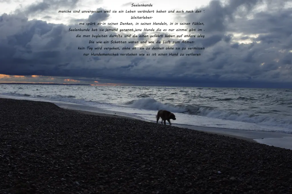 Image from Coco