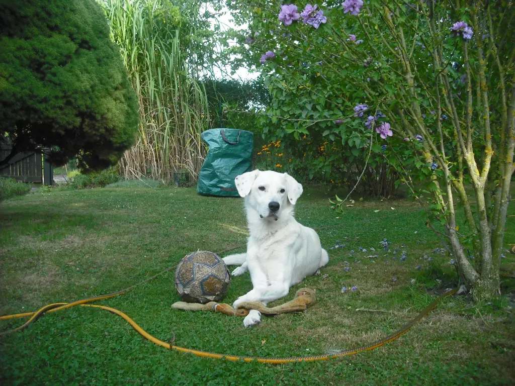 Image from Gandalf