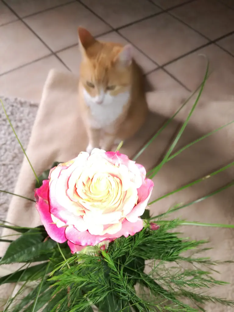 Condolence image of Alex