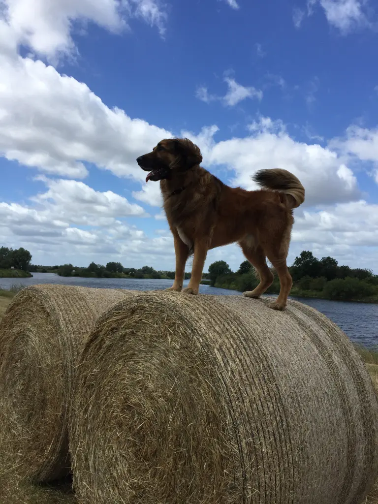 Image from Frodo