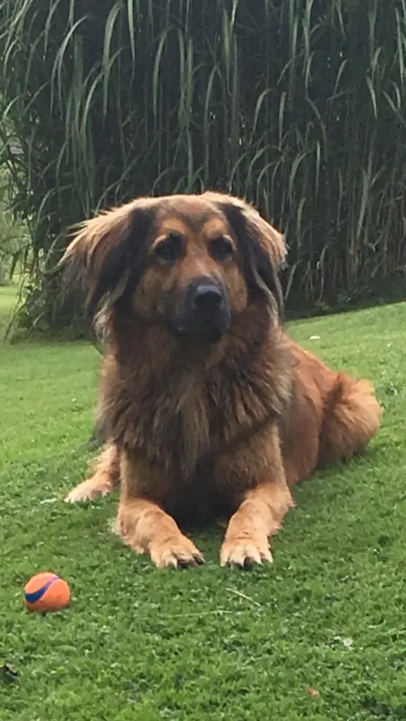 Image from Frodo