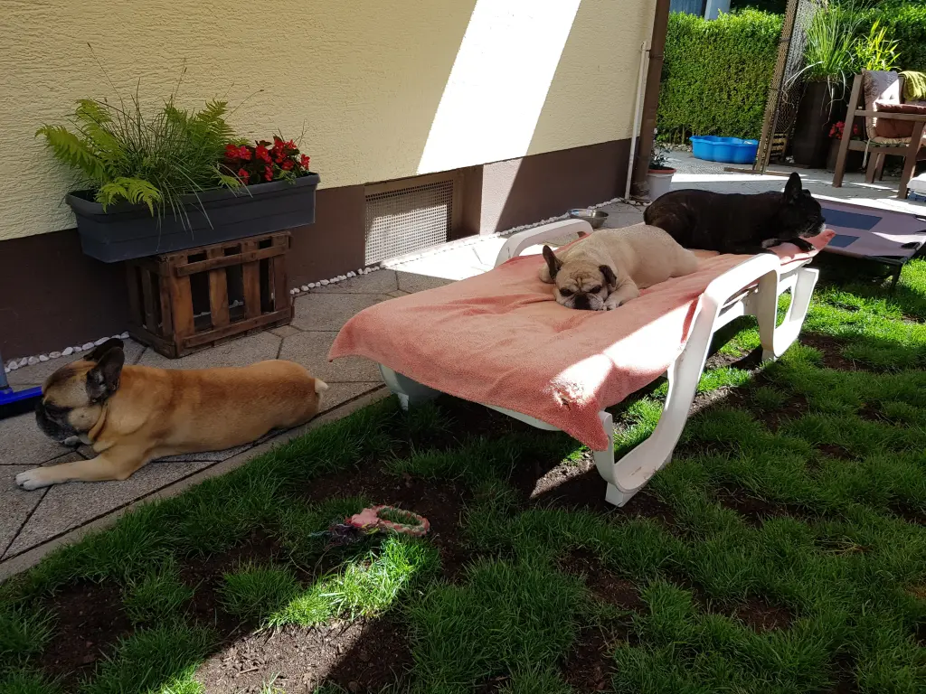 Condolence image of Fraule mit Meggy und Robby
