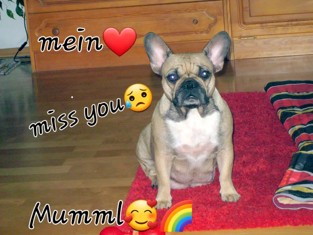 Condolence image of Mami ,Robby und Meggy