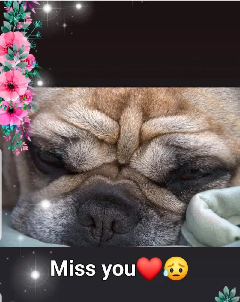 Condolence image of Mami,Meggy und Robby