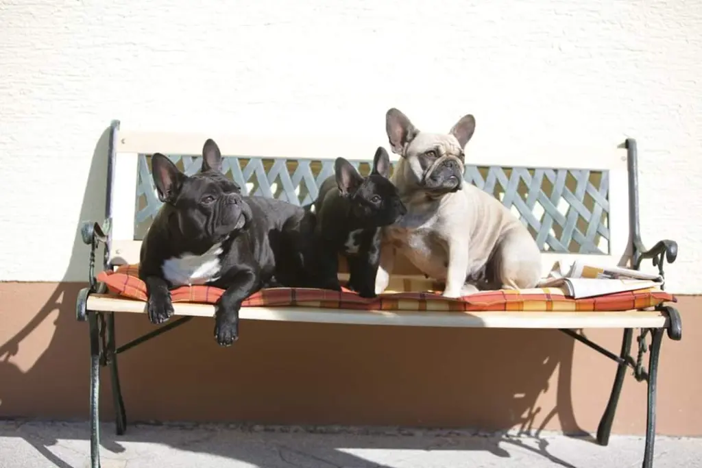 Condolence image of Mami mit Robby und Bonny und Buddyund Joy im Herzen/ Buddy und Joy im Herzen
