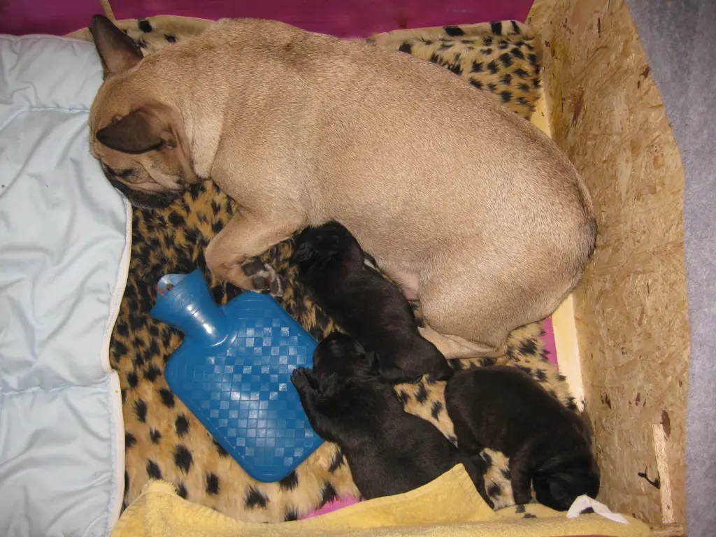 Condolence image of Mammy,Robby,Bonny und Bruno
