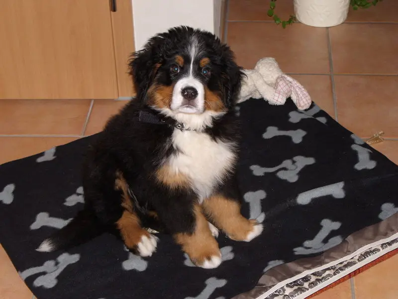 Image from Balou