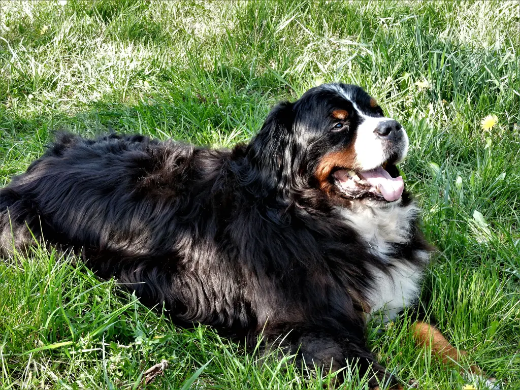 Image from Balou