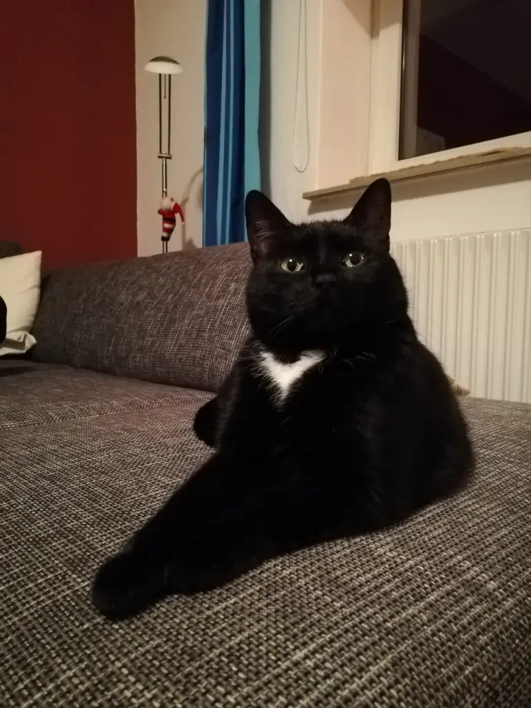 Bild von Balou