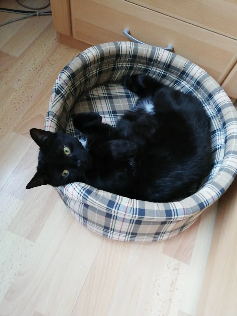 Bild von Balou