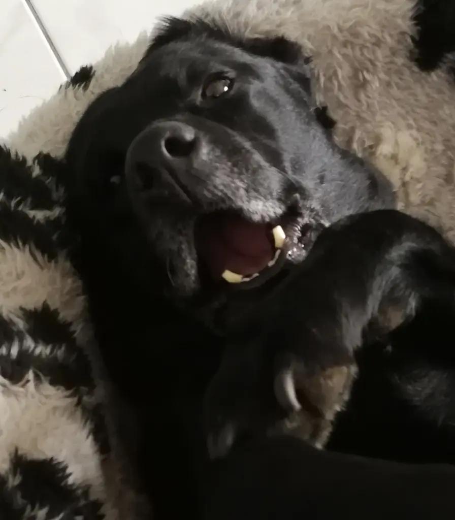 Condolence image of Kerstin mit Emma im ❤️