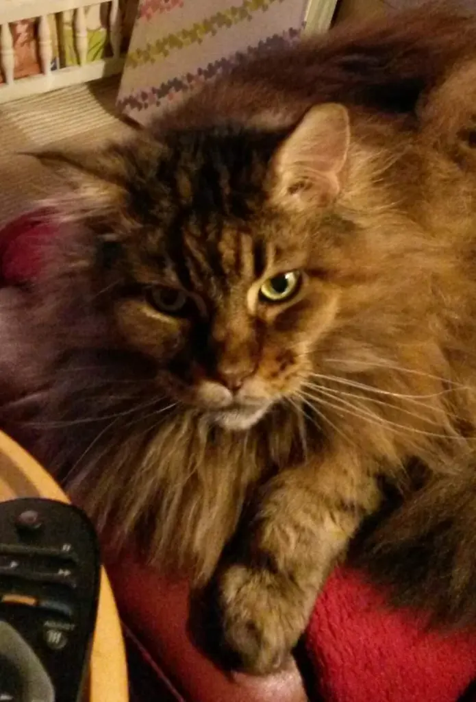 Condolence image of Iris