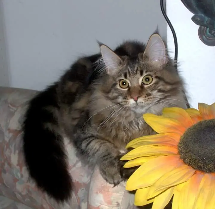 Image from Flori Florentina