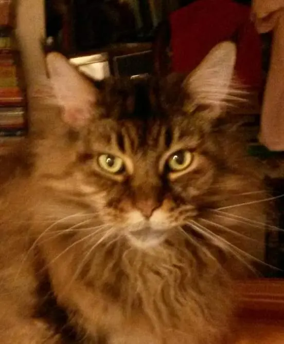 Image from Flori Florentina