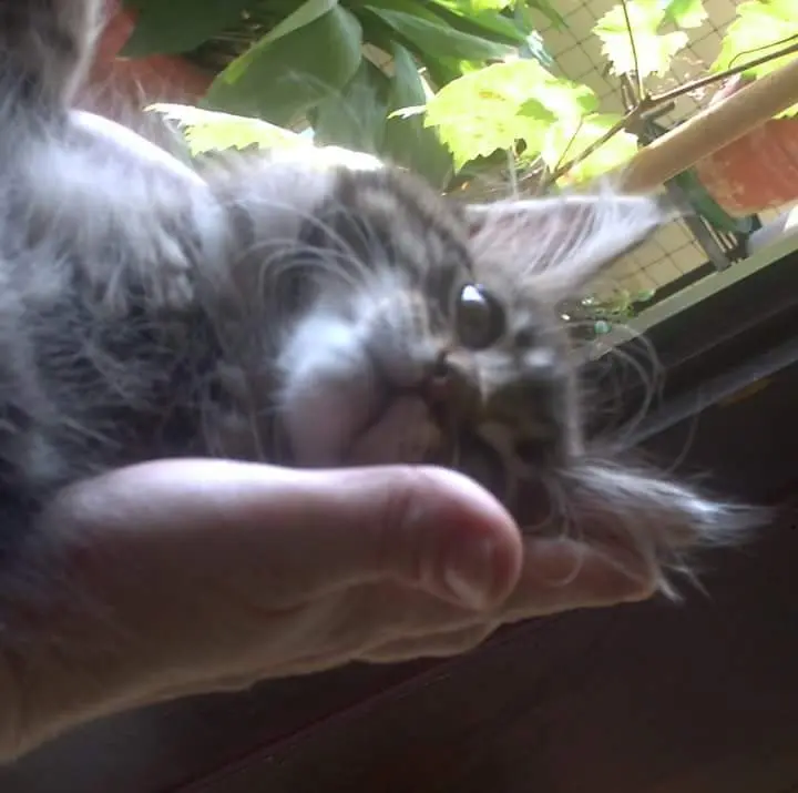 Image from Flori Florentina