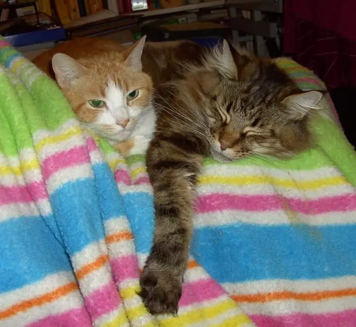 Image from Flori Florentina