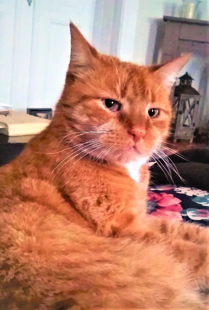 Bild von Camillo