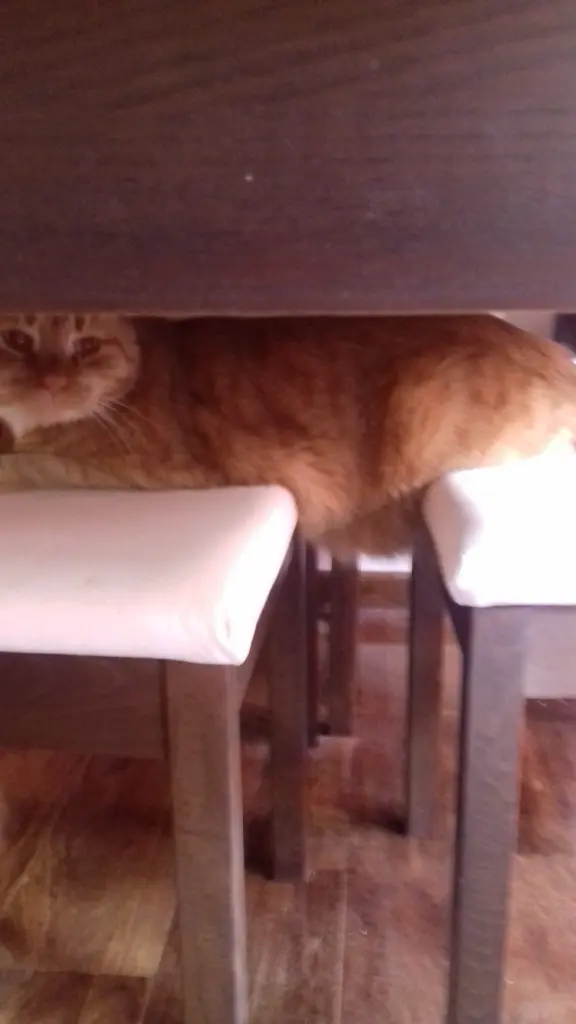 Bild von Camillo
