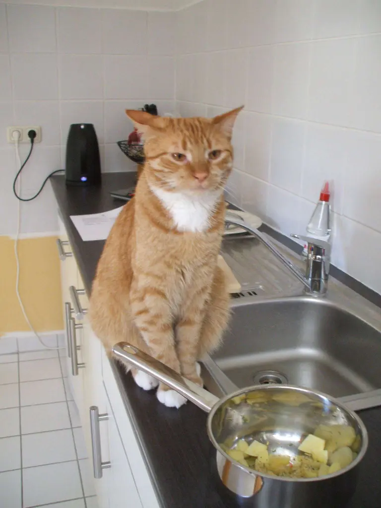 Bild von Camillo