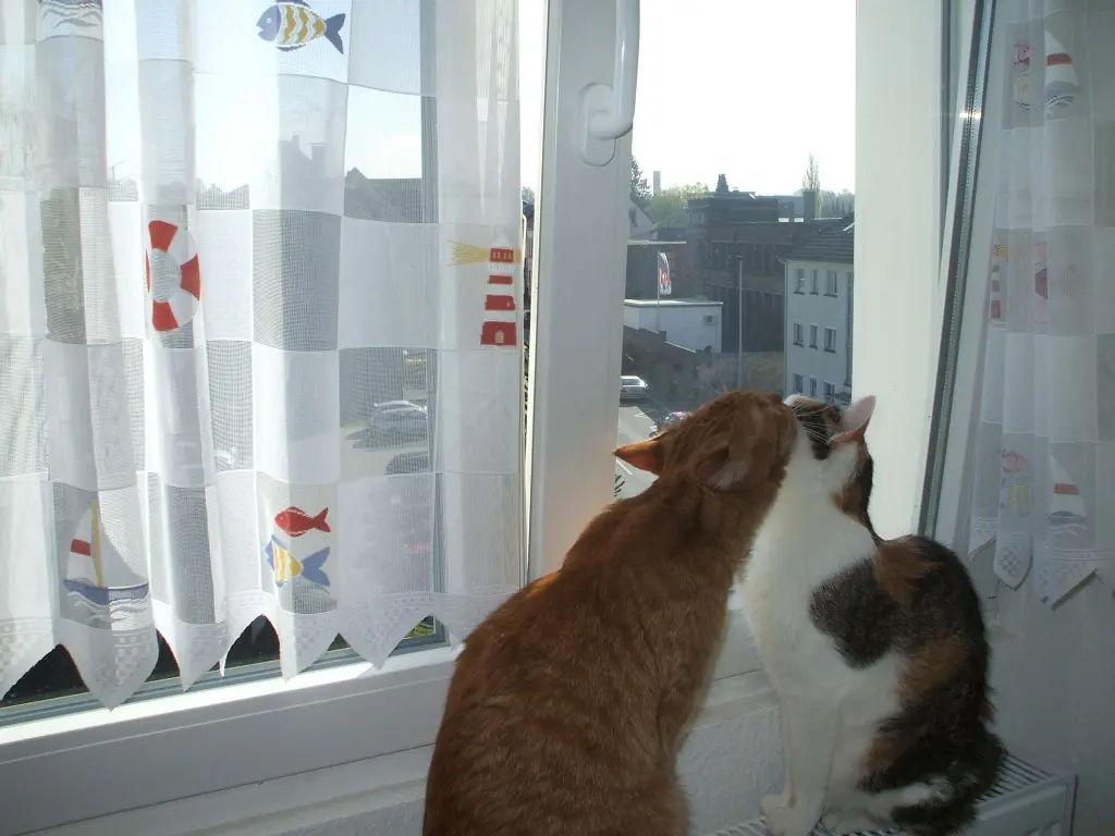 Bild von Camillo