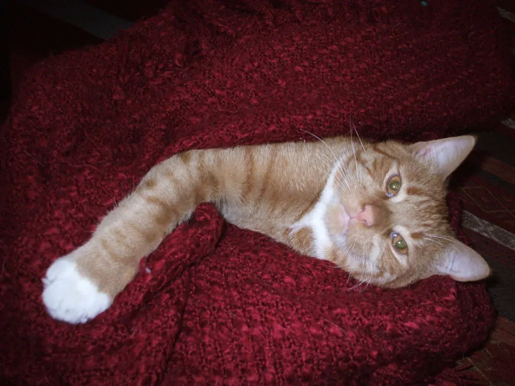 Bild von Camillo