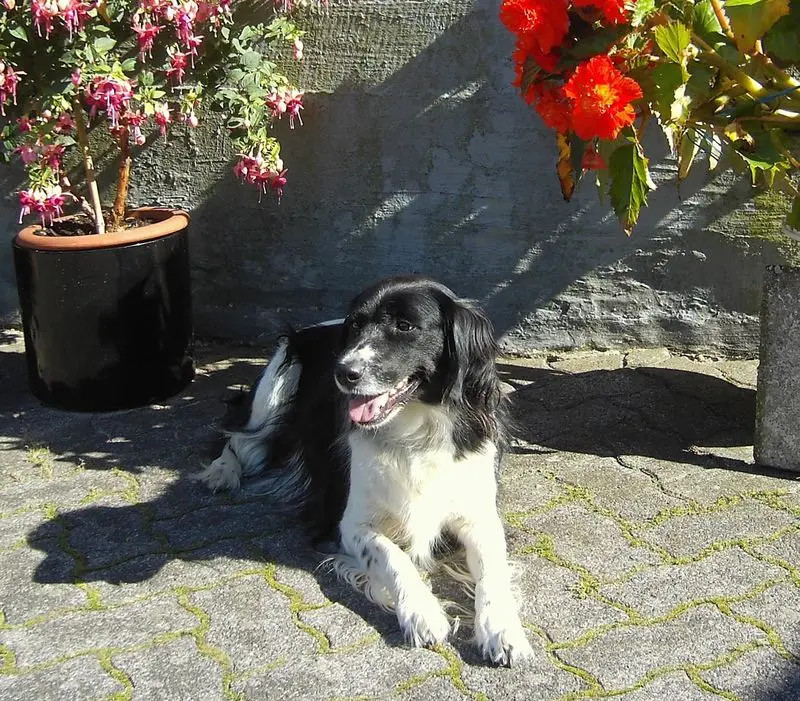 Condolence image of Brigitte mit Nelly, Benny und Axel im Herzen