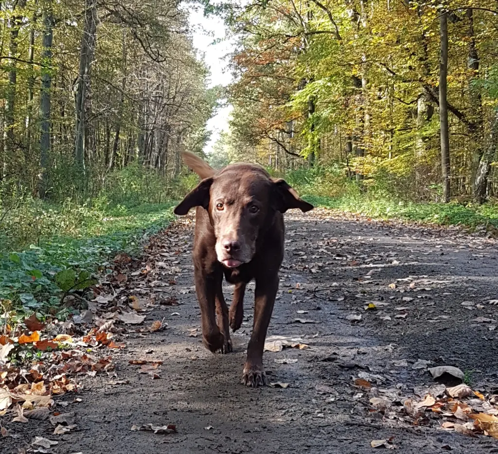 Andachtsbild von Silvana