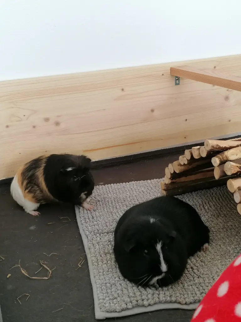 Image from Frieda
