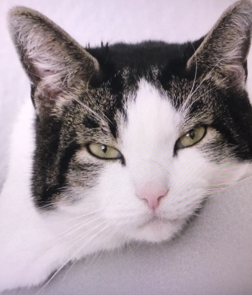 Condolence image of Petra mit Timmy im Herzen(+8.1.2020)