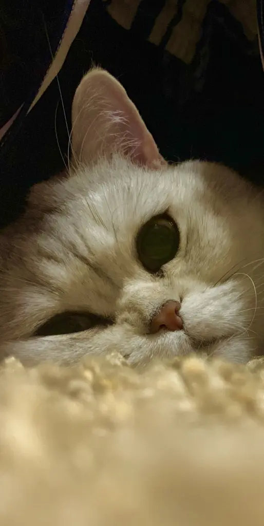 Image from Marley