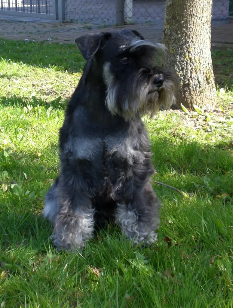 Condolence image of Martina mit Bolt