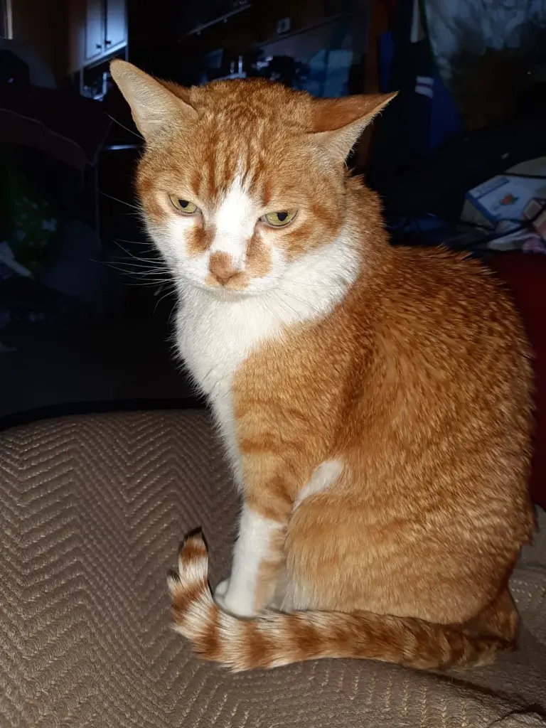 Image from Garfield