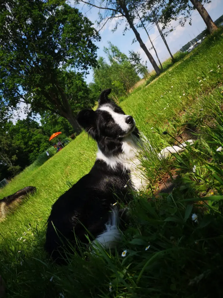 Image from Rocky