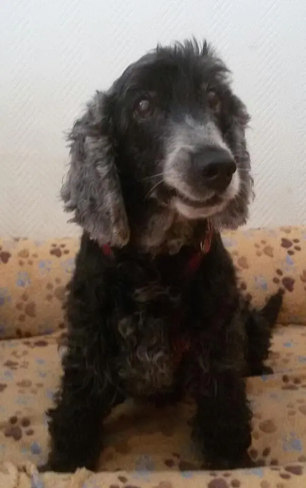 Image from Pepper