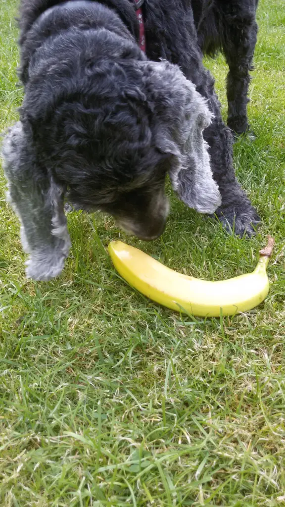Image from Pepper