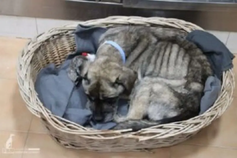 Andachtsbild von für Luna v. Herzen