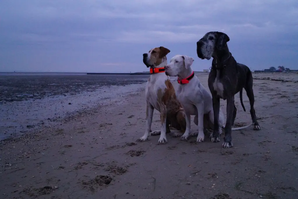 Image from Obelix