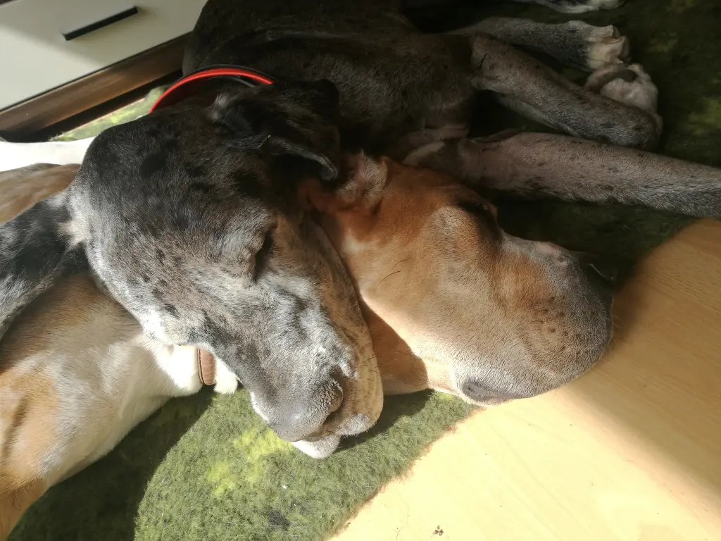 Image from Obelix