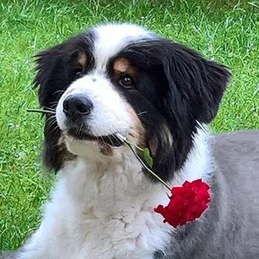 Condolence image of anke
