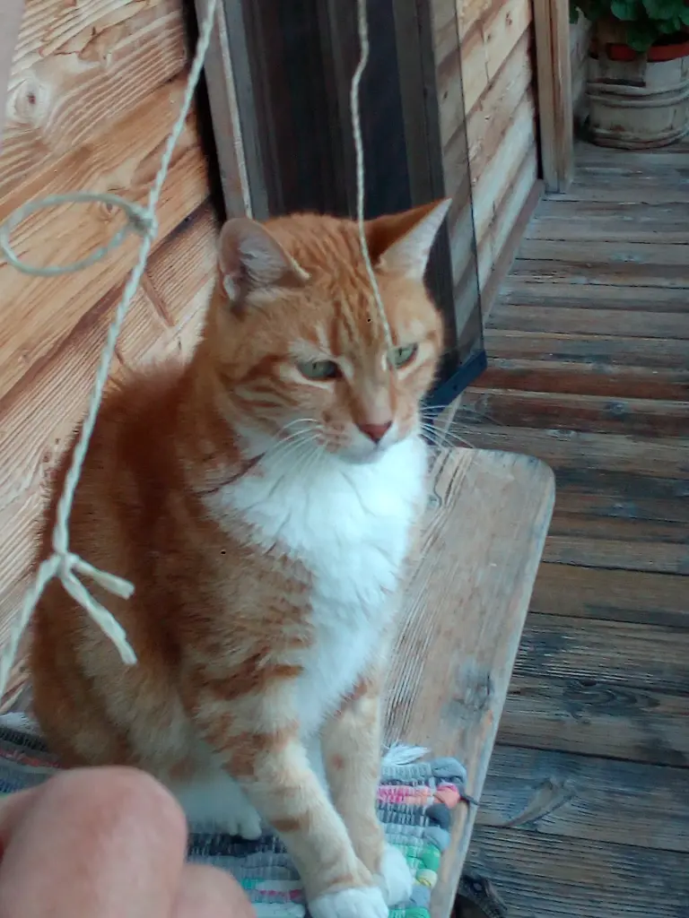 Condolence image of Irene mit Balu im Herzen