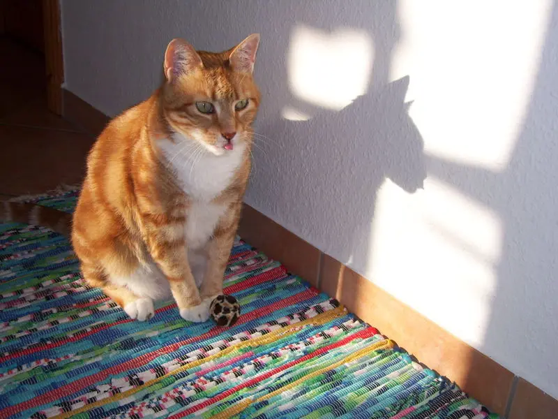 Image from Balu