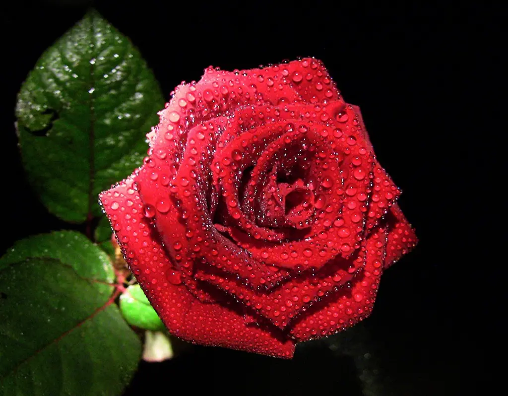 Condolence image of Melanie
