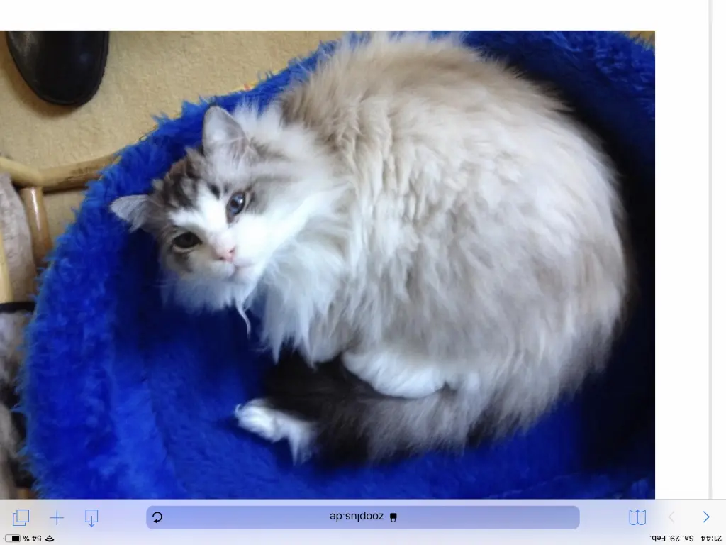 Condolence image of Sabine mit Pretty tief im Herzen