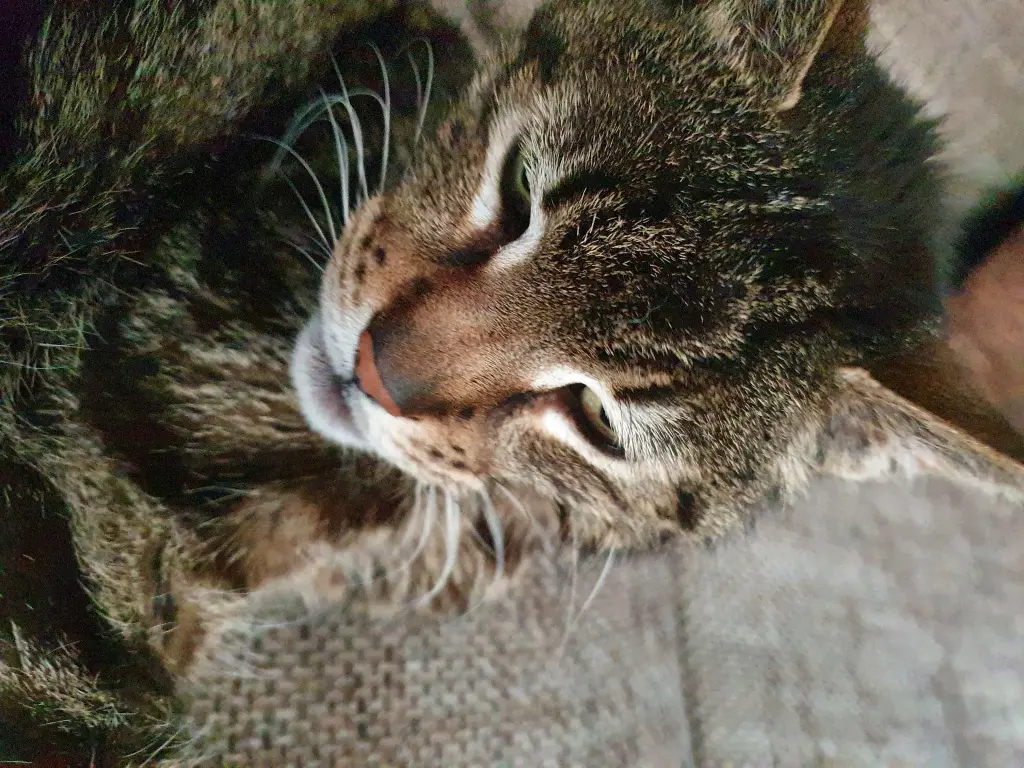 Condolence image of Denny