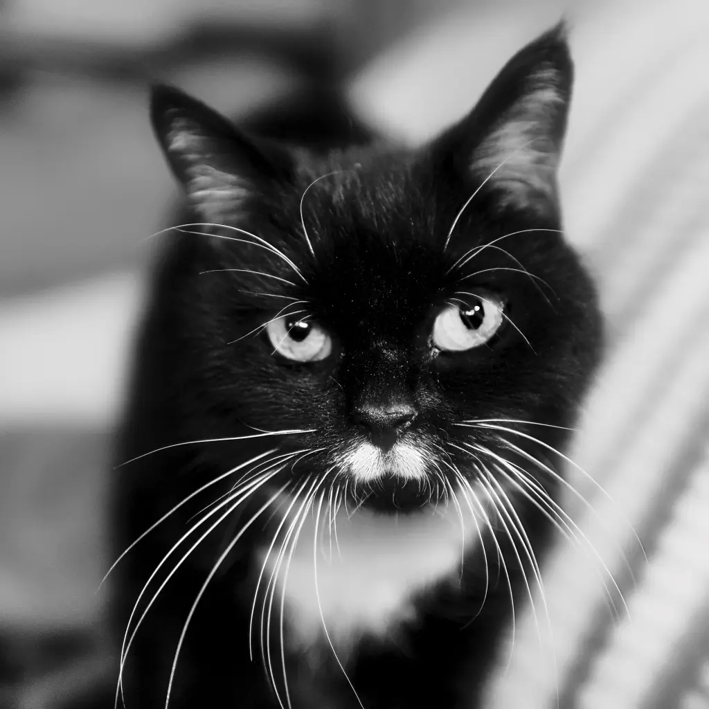 Andachtsbild von Lutz