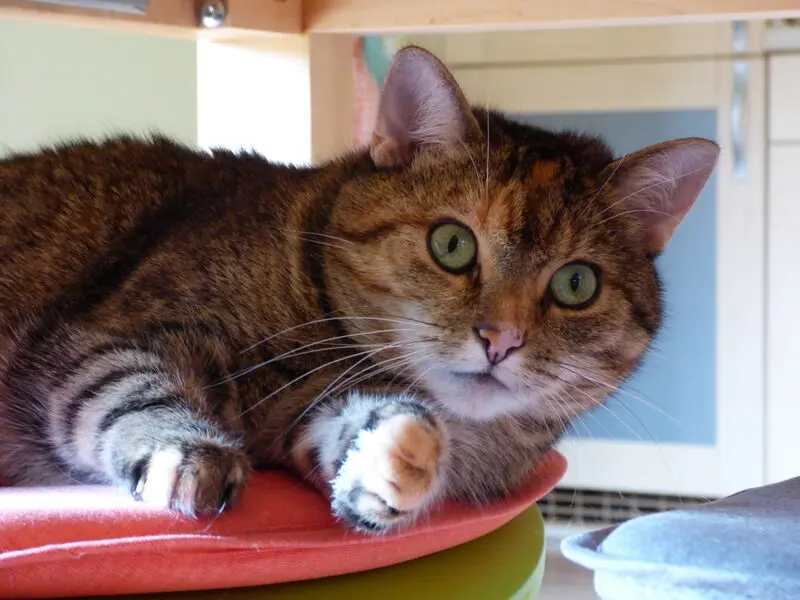 Andachtsbild von Daniela mit Pauline im ♥️ (+27.05.2021)